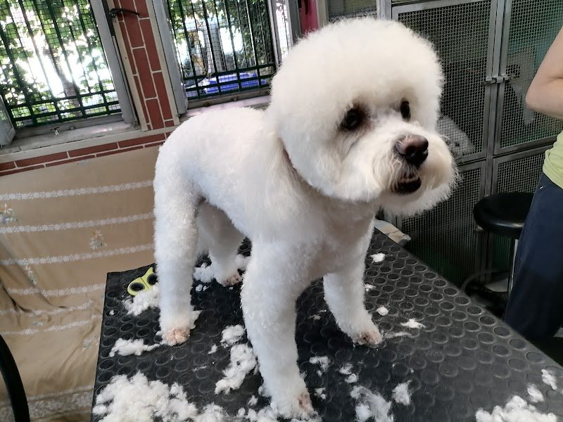 Animalandia di Adele Cucinotta - Foto 4