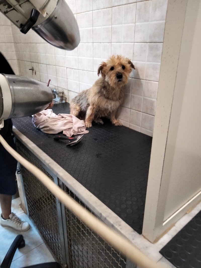 Animalandia di Adele Cucinotta - Foto 5