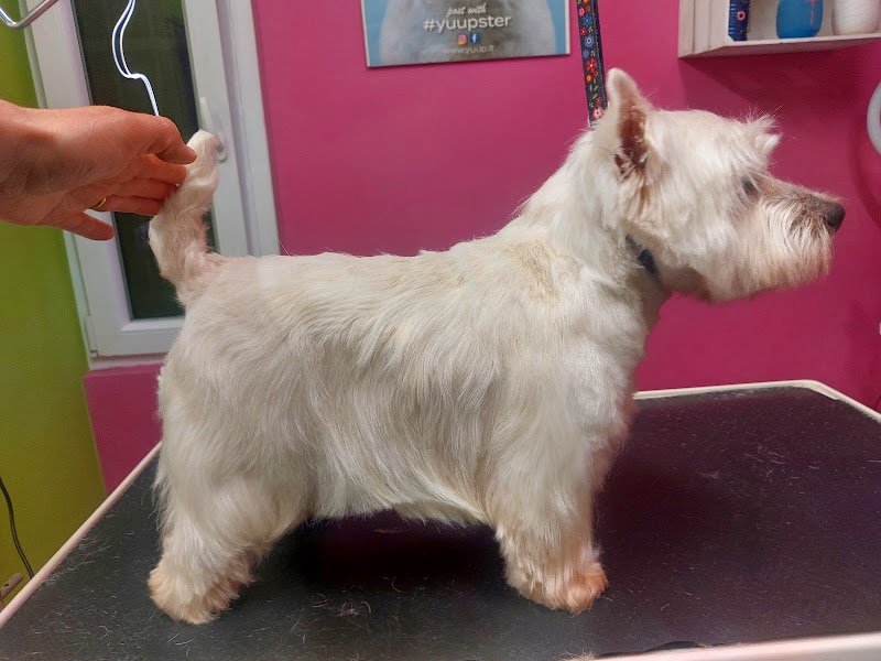 Animalandia Grooming Spa Parma - Foto 1