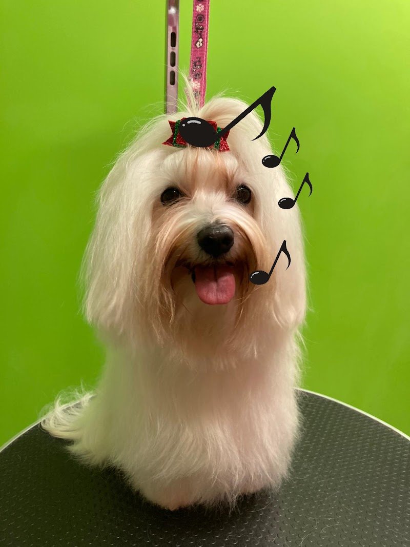 Animalandia Grooming Spa Parma - Foto 2