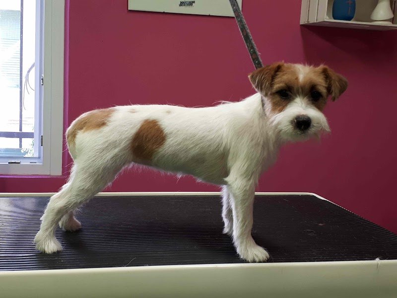 Animalandia Grooming Spa Parma - Foto 3