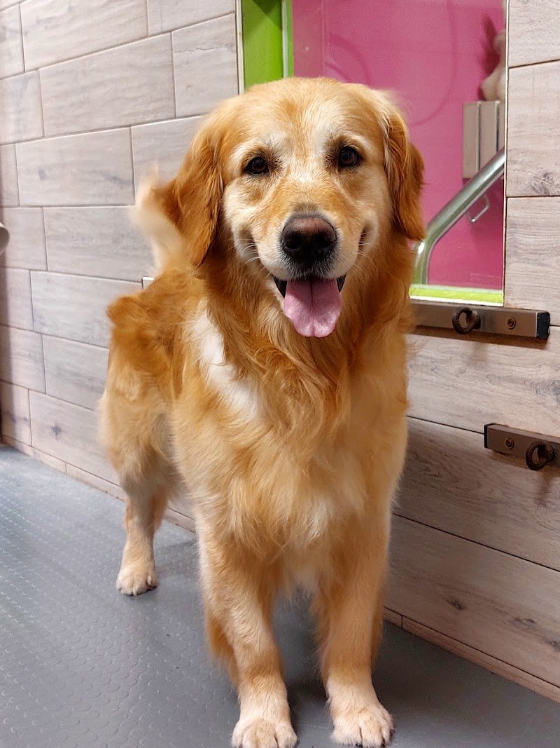 Animalandia Grooming Spa Parma - Foto 4