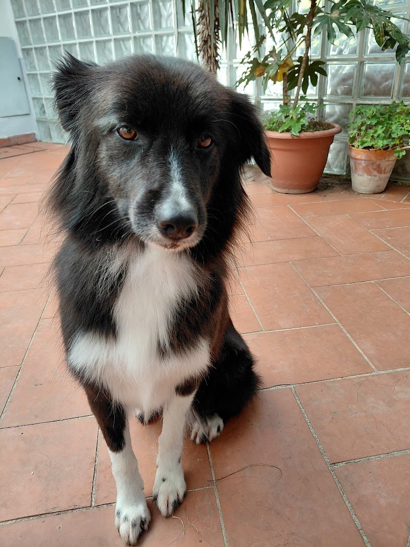 Animalandia Grooming Spa Parma - Foto 5