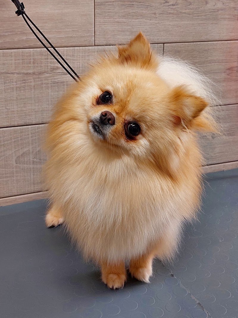 Animalandia Grooming Spa Parma - Foto 6