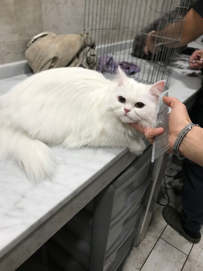 Animalandia - Foto 3