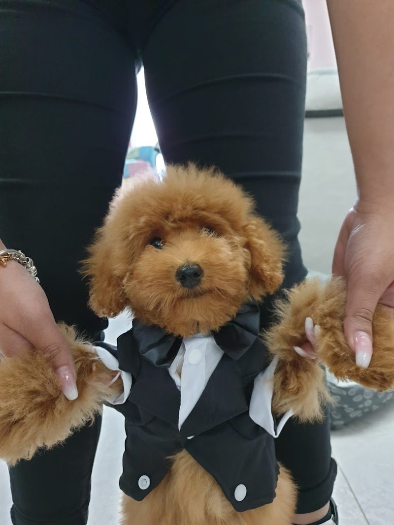 Animalandia - Foto 4