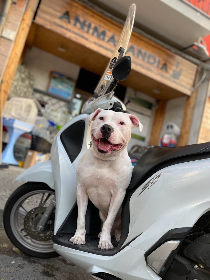 Animalandia - Foto 6