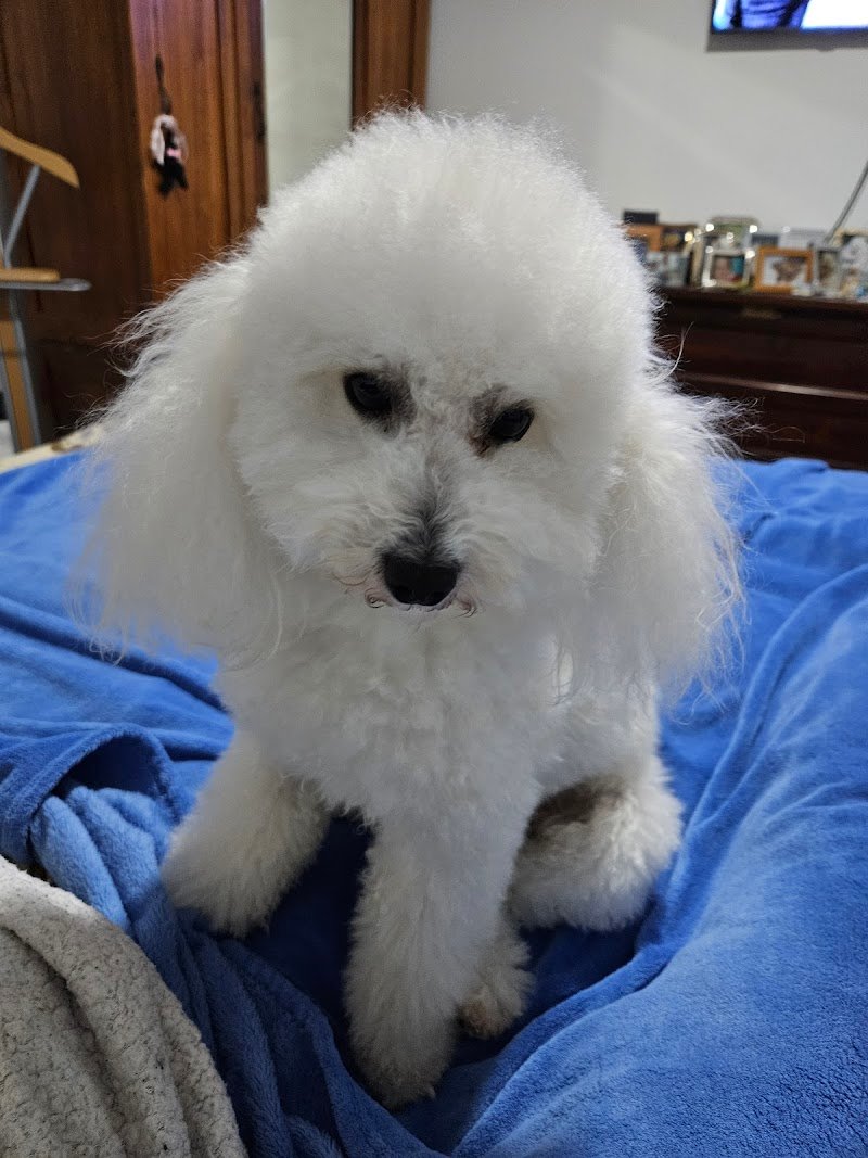 Animalandia - Foto 1