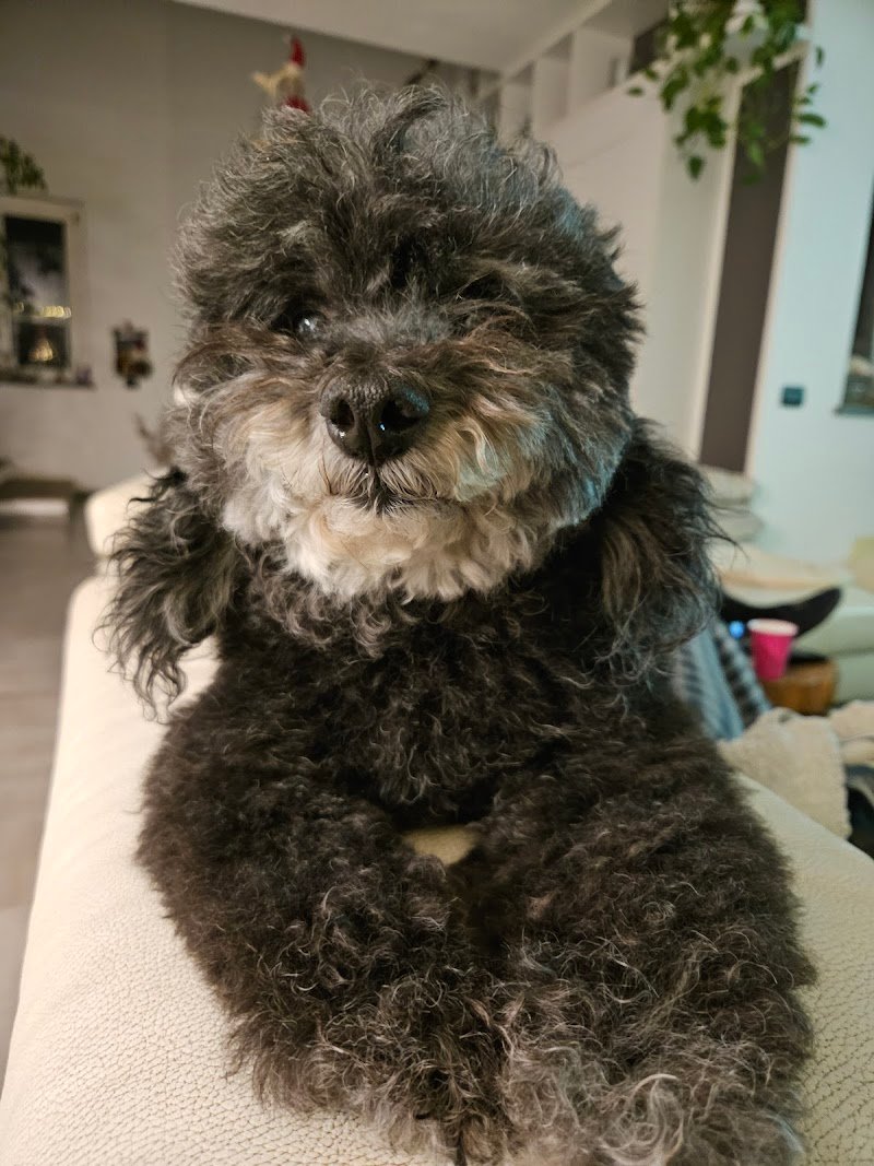 Animalandia - Foto 2