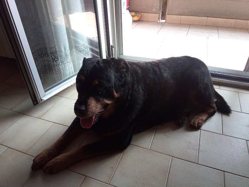 Animalandia - Foto 3