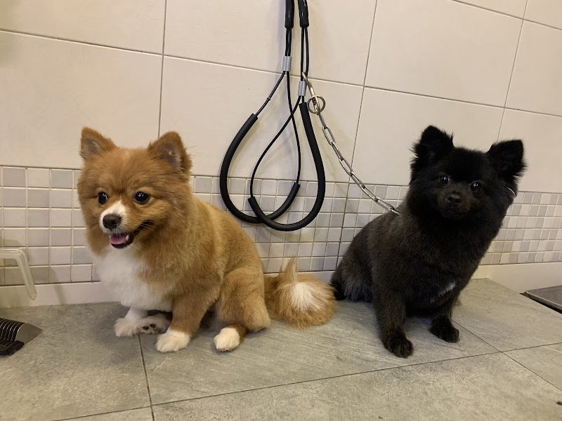 Animalandia - Foto 3