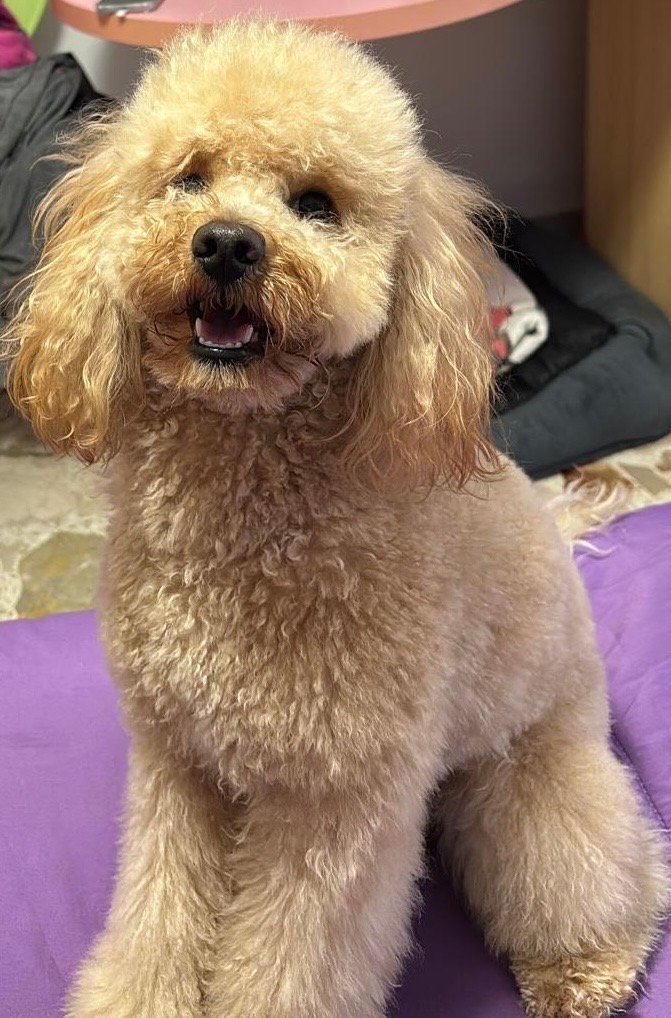 Animalandia - Foto 4