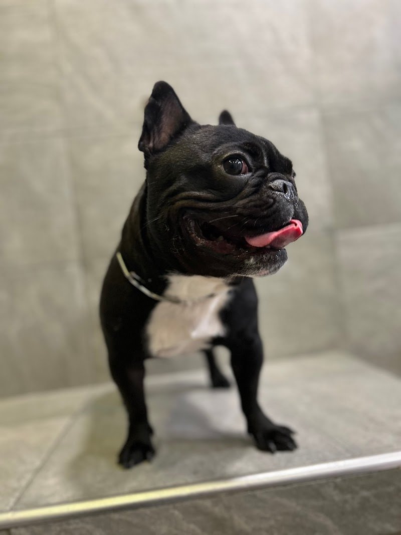 Animalandia - Foto 5