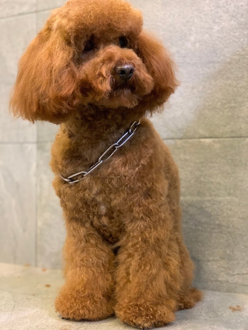 Animalandia - Foto 6