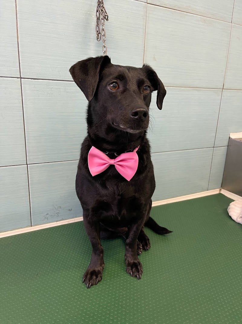 Animali felici Toeletta - Foto 2