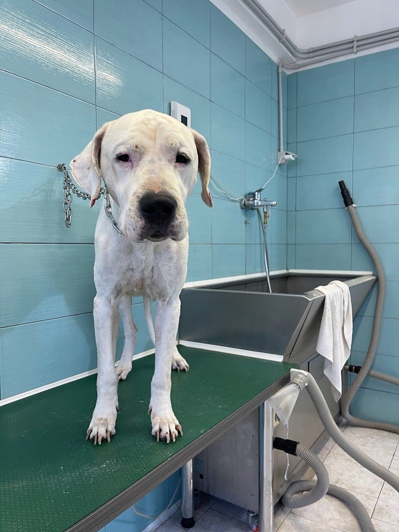 Animali felici Toeletta - Foto 3