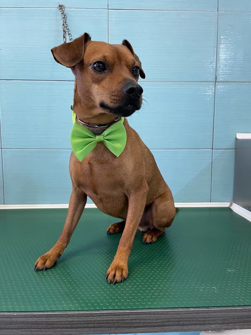 Animali felici Toeletta - Foto 4