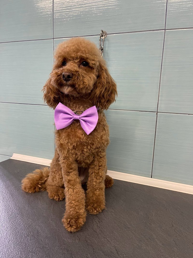 Animali felici Toeletta - Foto 5