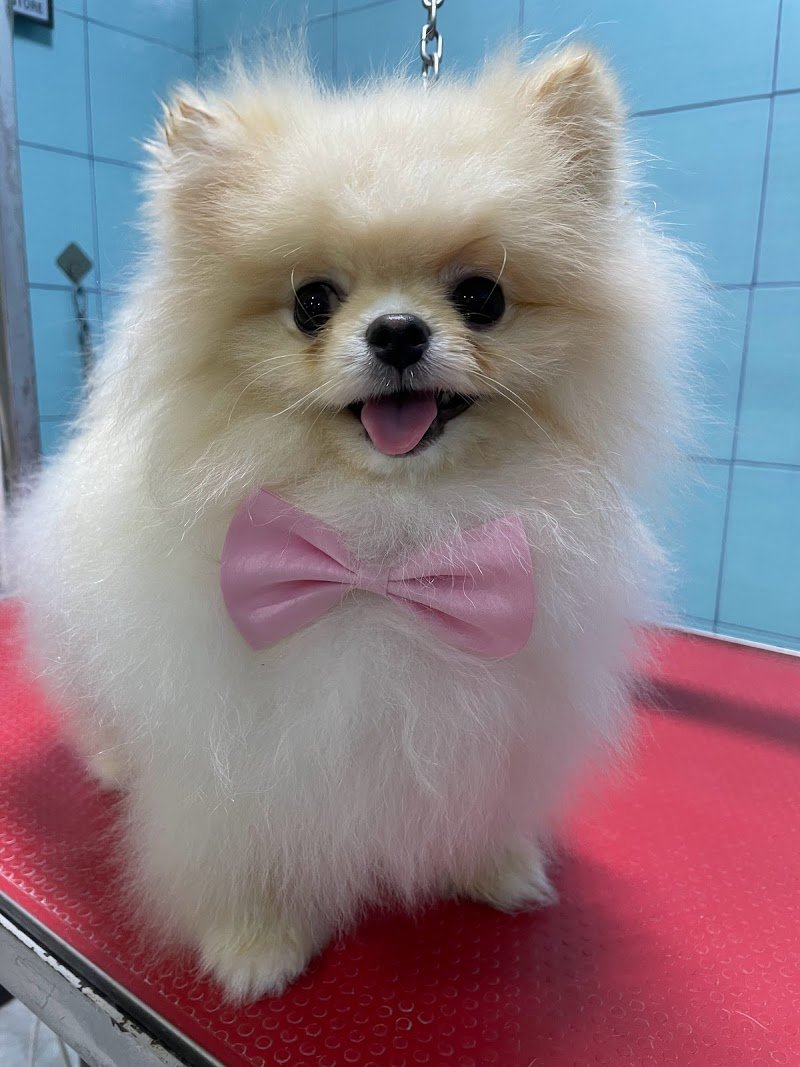 Animali felici Toeletta - Foto 6