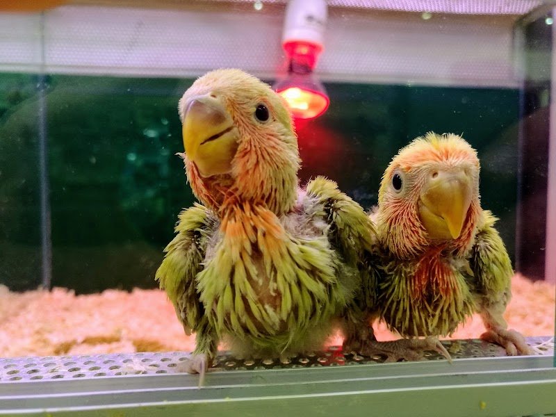 Animali in città - Foto 4