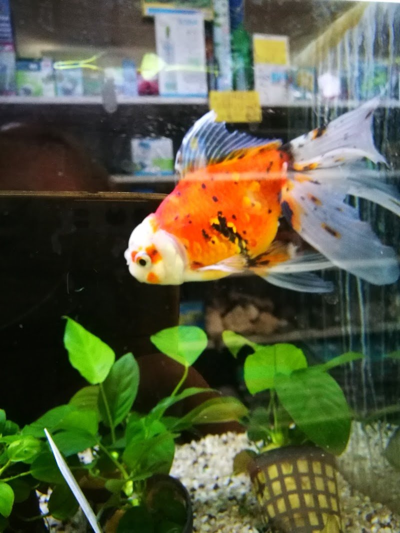 Animali in città - Foto 6