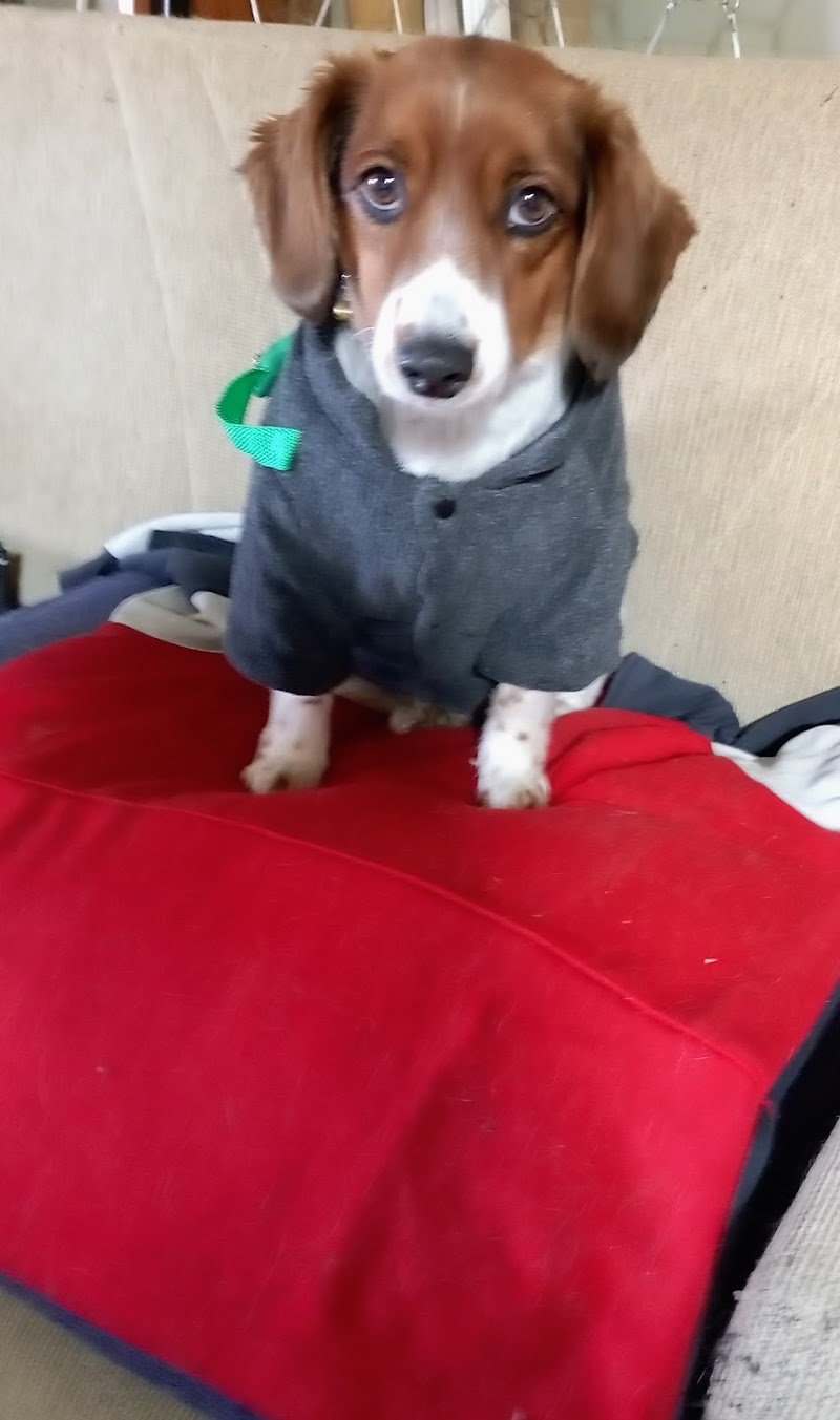 Animalia pet shop & toeletta - Foto 3