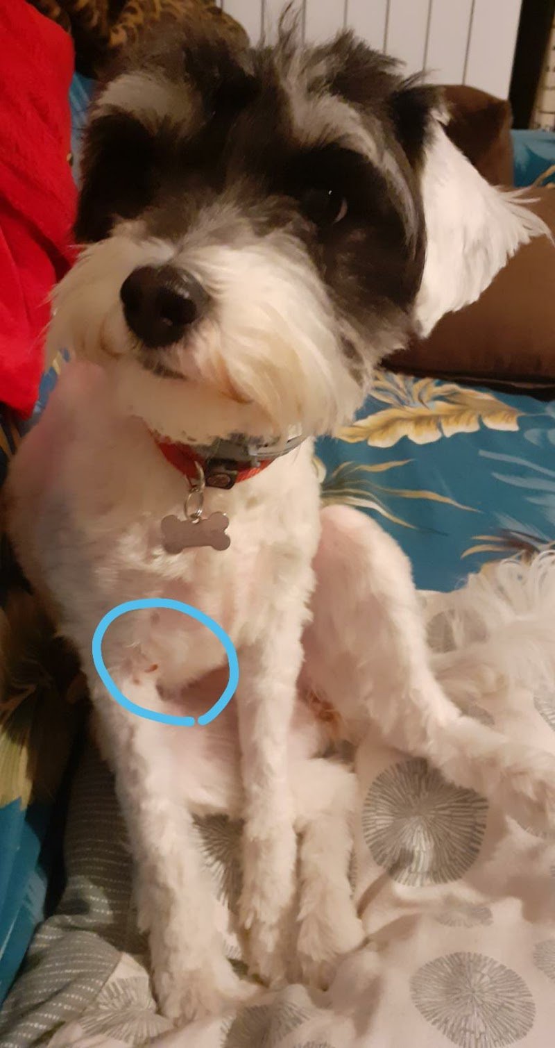 Animalia Toeletta - Foto 1