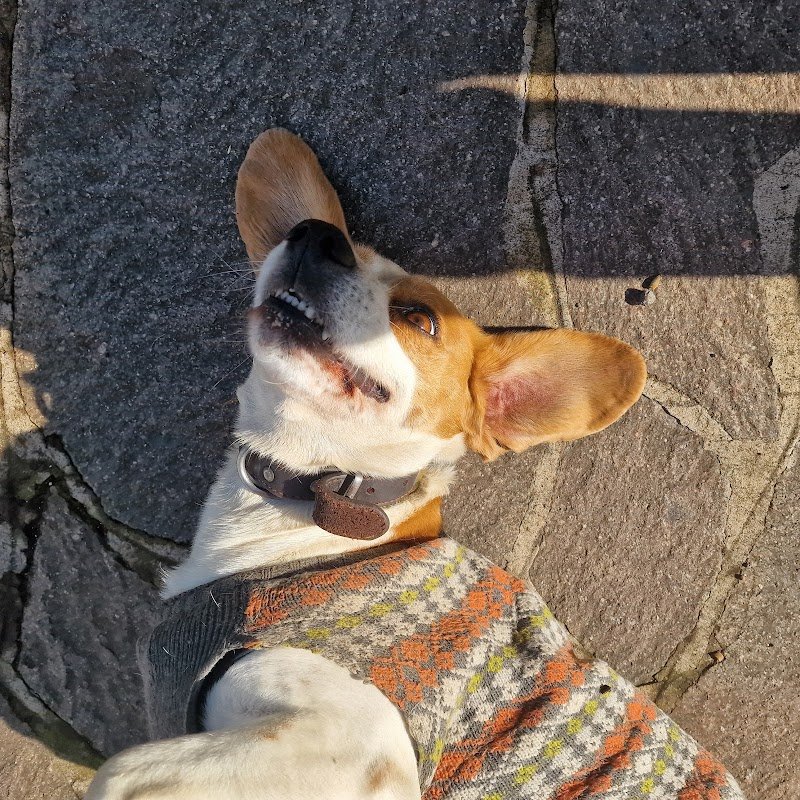 Animalia Toeletta - Foto 2