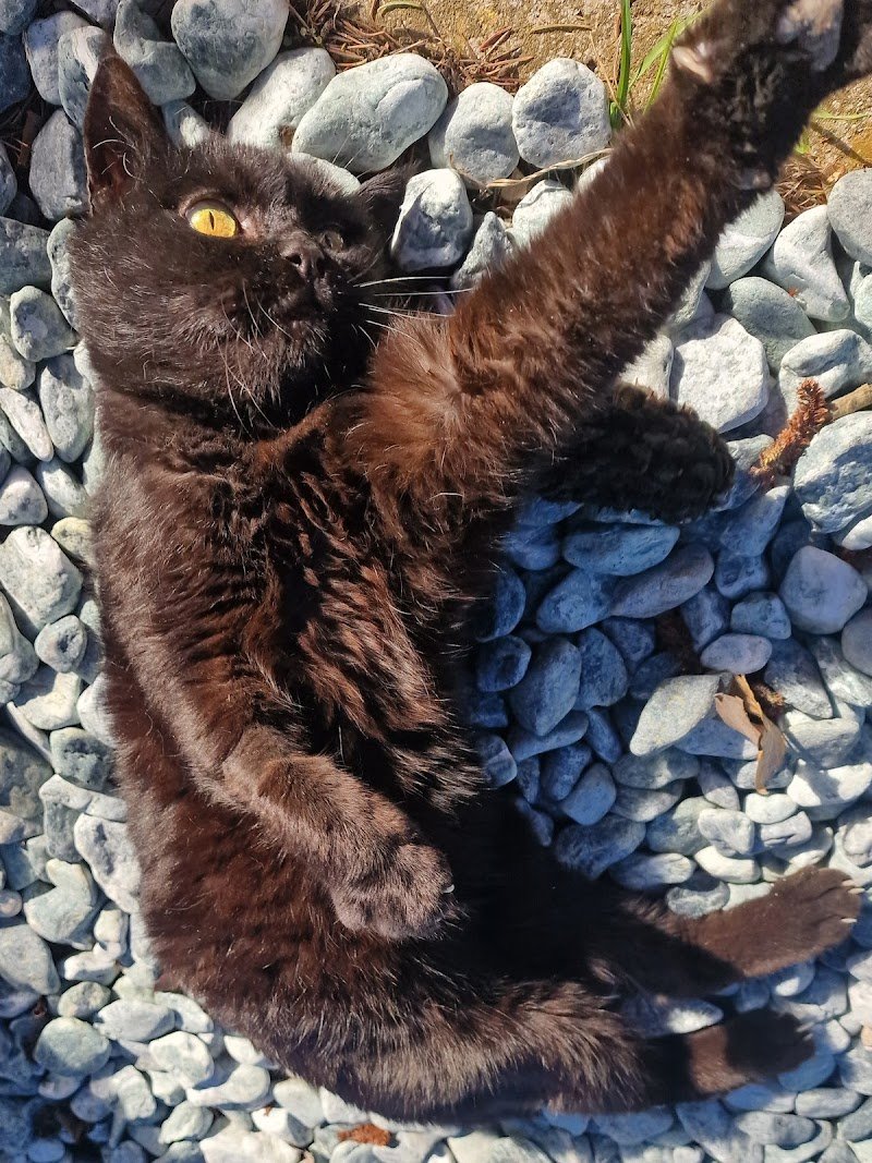 Animalia Toeletta - Foto 3