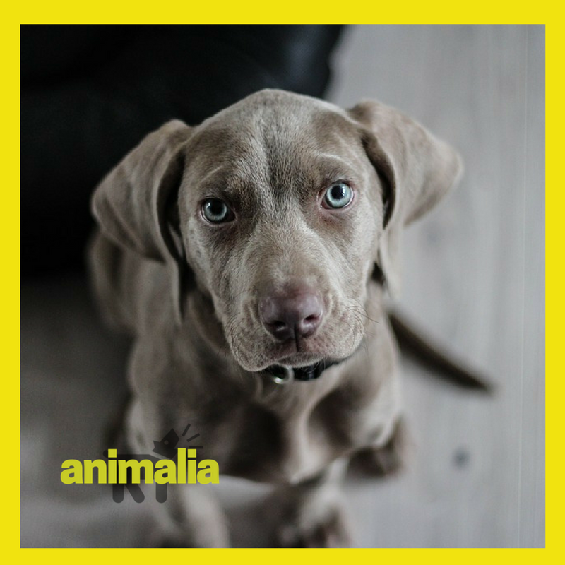 Animalia - Toelettatura Napoli- Vendita alimenti accessori-Cuccioli - Foto 1