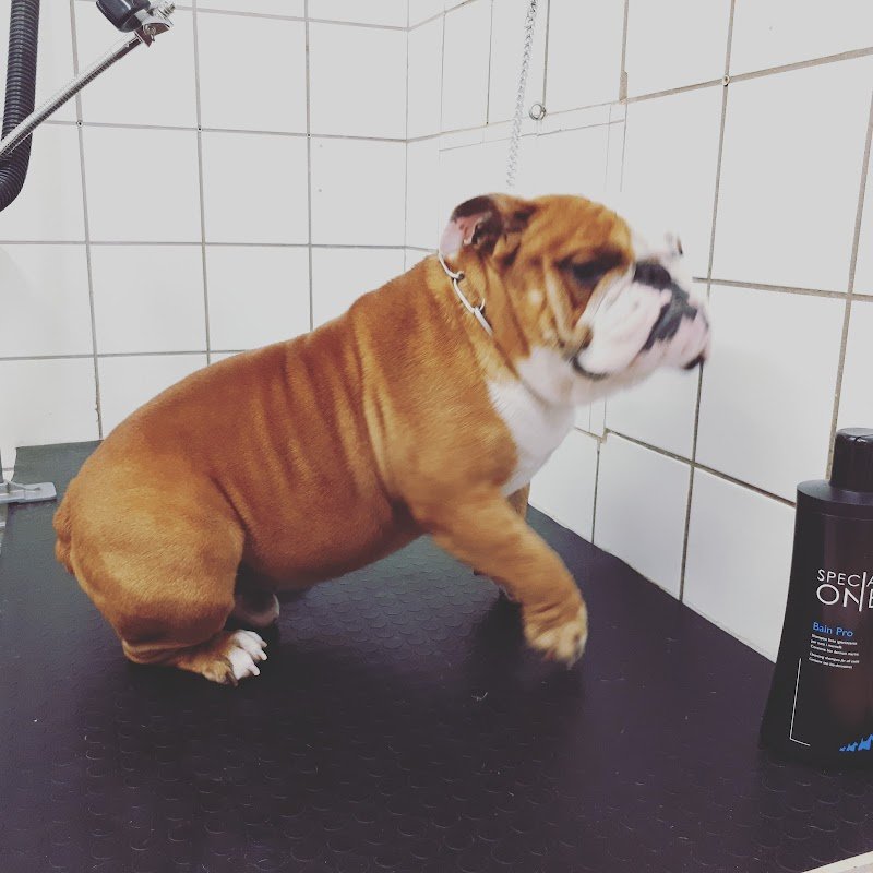 Animalia - Toelettatura Napoli- Vendita alimenti accessori-Cuccioli - Foto 2