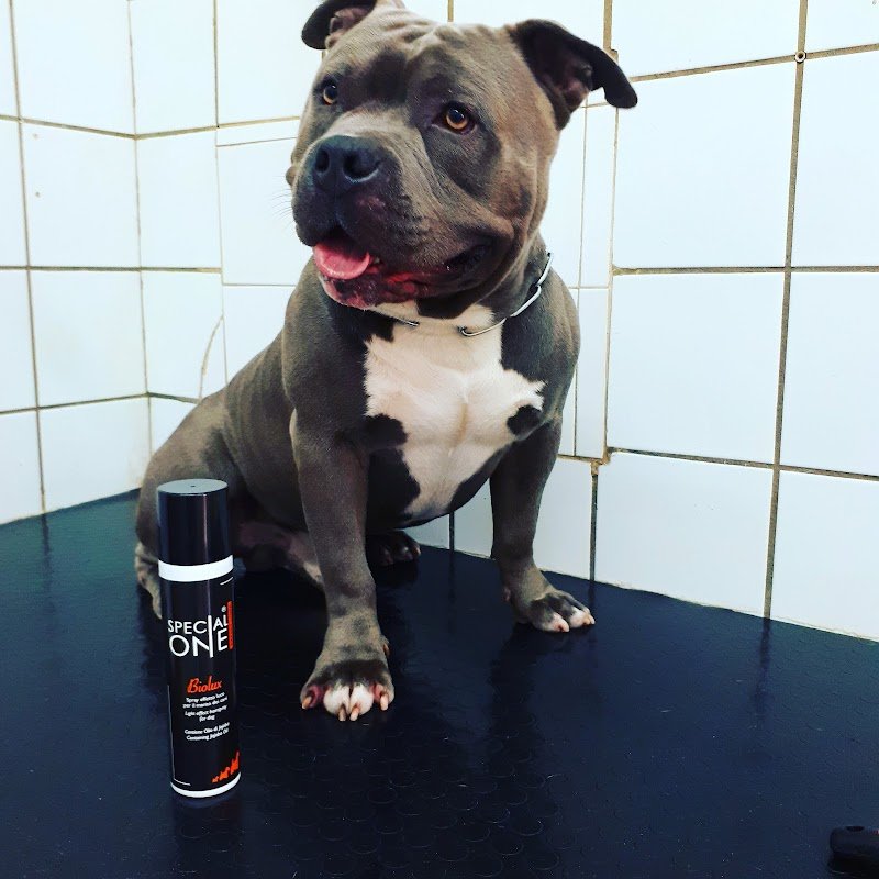 Animalia - Toelettatura Napoli- Vendita alimenti accessori-Cuccioli - Foto 3