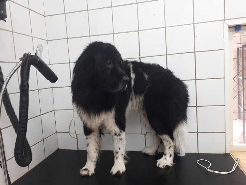 Animalia - Toelettatura Napoli- Vendita alimenti accessori-Cuccioli - Foto 4