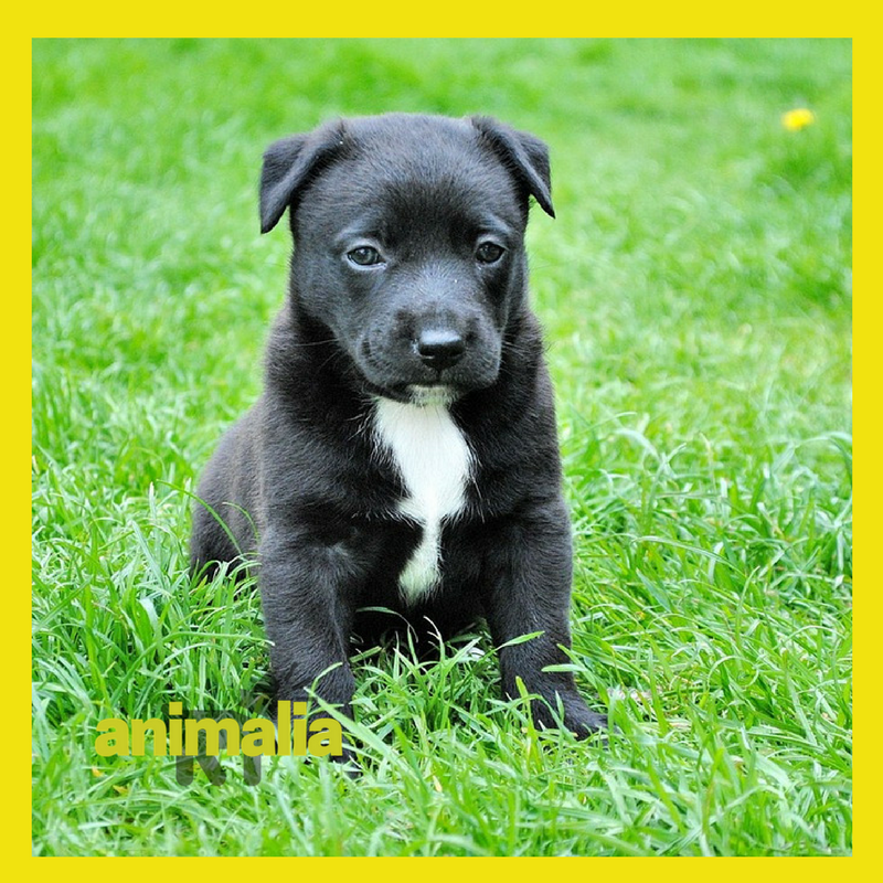 Animalia - Toelettatura Napoli- Vendita alimenti accessori-Cuccioli - Foto 5