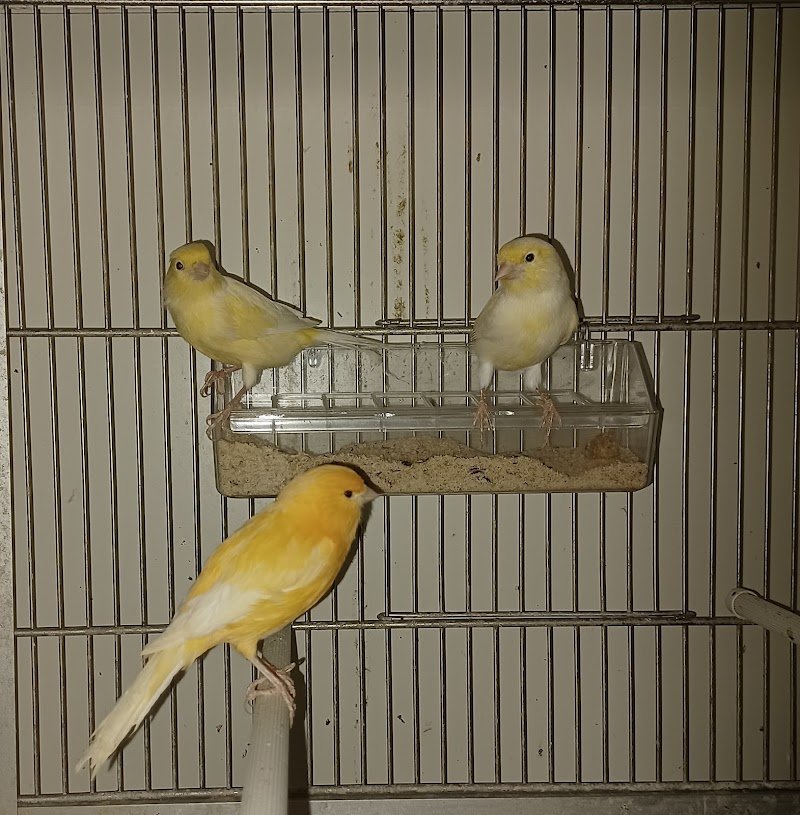 ANIMALIFOLLIA - Foto 3