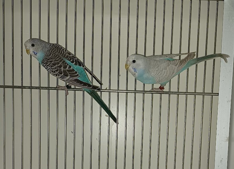 ANIMALIFOLLIA - Foto 4