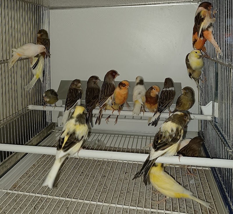 ANIMALIFOLLIA - Foto 6