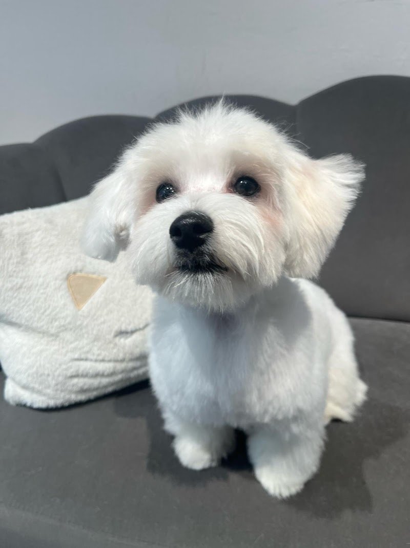 Animalitos Toelettatura - Foto 1