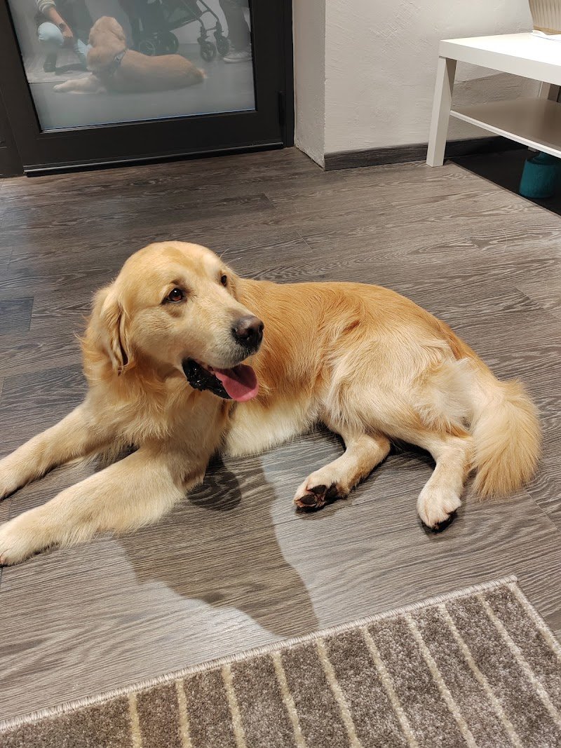 Animalitos Toelettatura - Foto 3