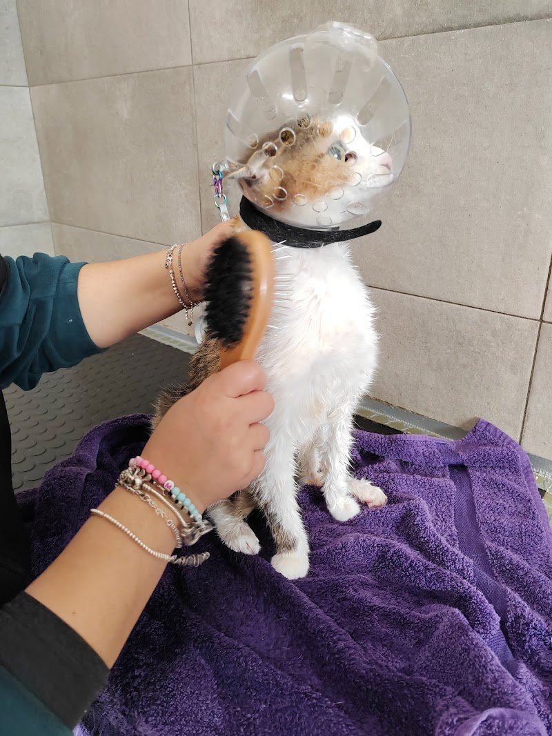 Animalitos Toelettatura - Foto 4