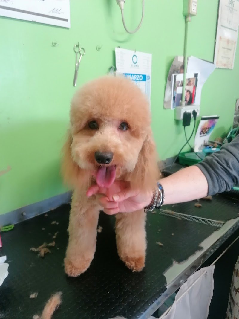 Animal's Club di Comoglio Paola - Foto 2