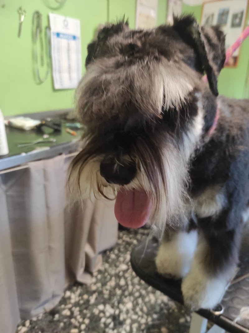 Animal's Club di Comoglio Paola - Foto 3