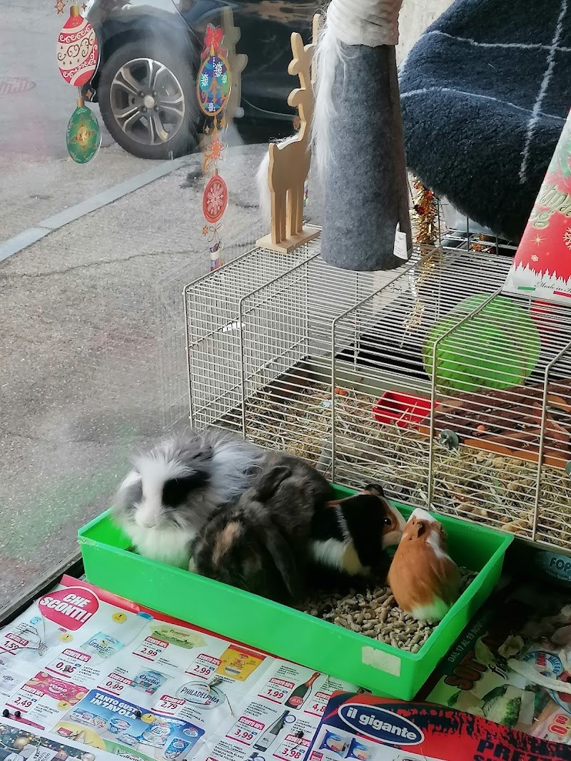 Animal's Club di Comoglio Paola - Foto 4