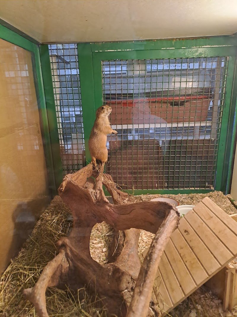 Animals’ Club - Foto 3