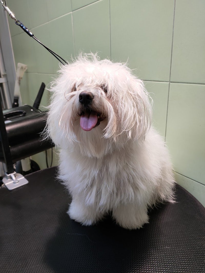 Animal's Club - Foto 3