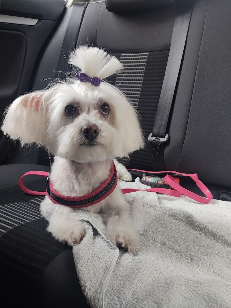 Animal's Club - Foto 6