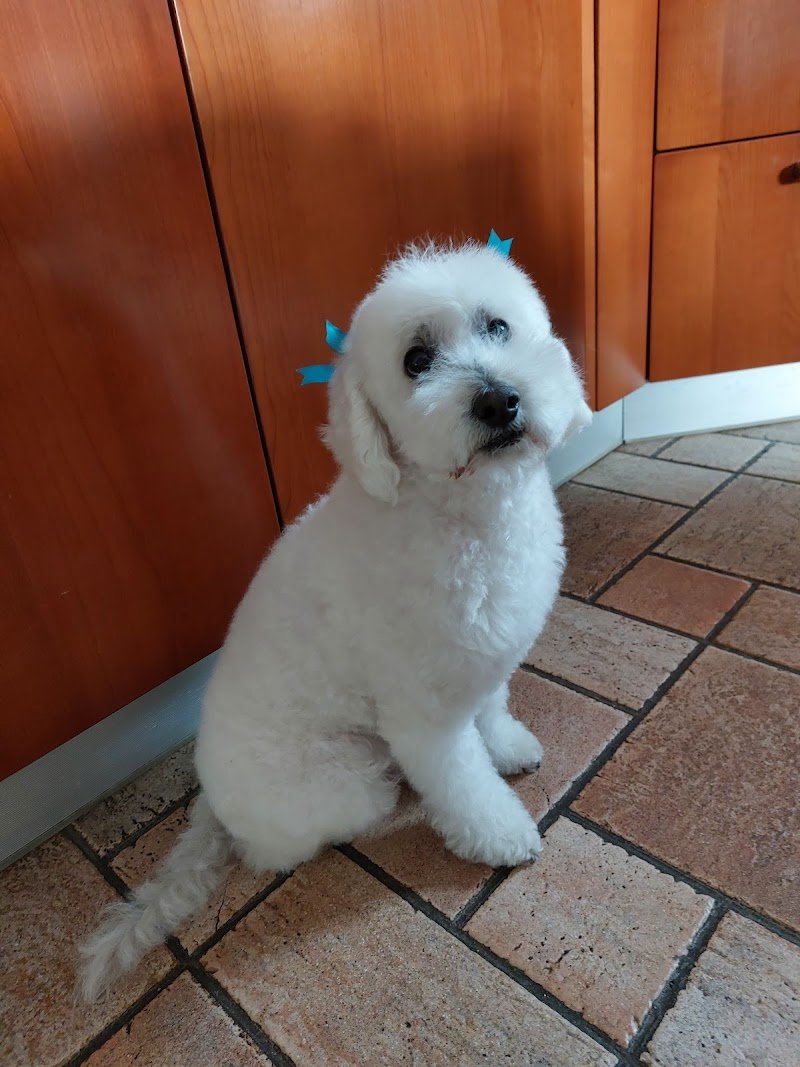 Animals' House Centro Benessere Cane - Foto 1