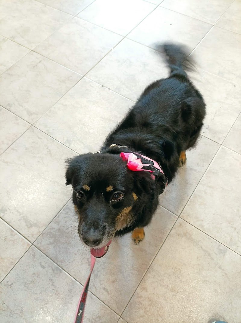 Animals' House Centro Benessere Cane - Foto 2