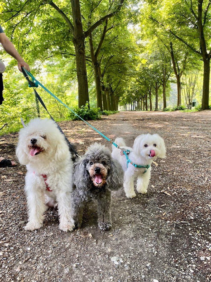 Animals' House Centro Benessere Cane - Foto 3