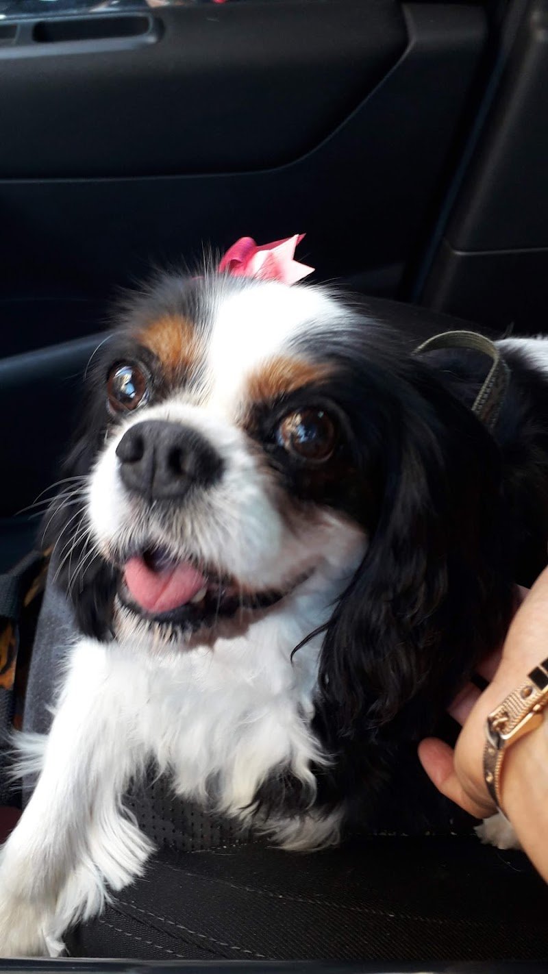 Animals' House Centro Benessere Cane - Foto 4